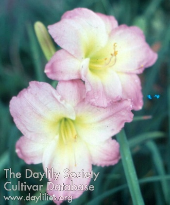 Daylily Butterfly Magic